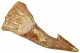 Fossil Sawfish (Onchopristis) Rostral Barb - Morocco #322825-1